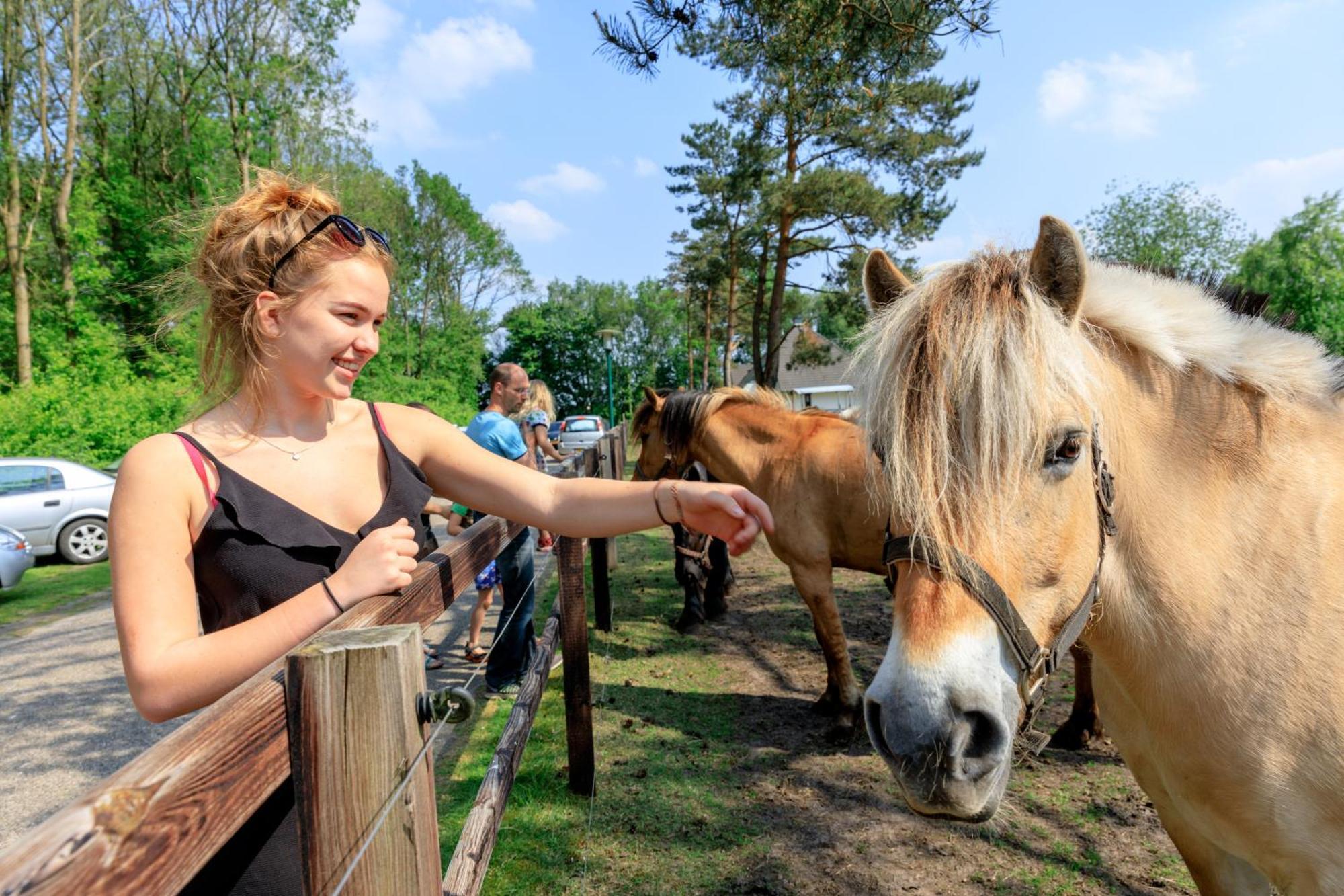 Camping De Reeenwissel Hoogersmilde Экстерьер фото
